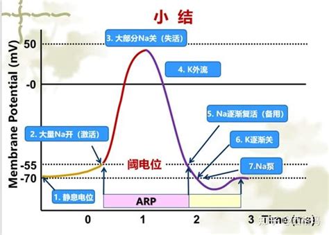 不應期|不应期